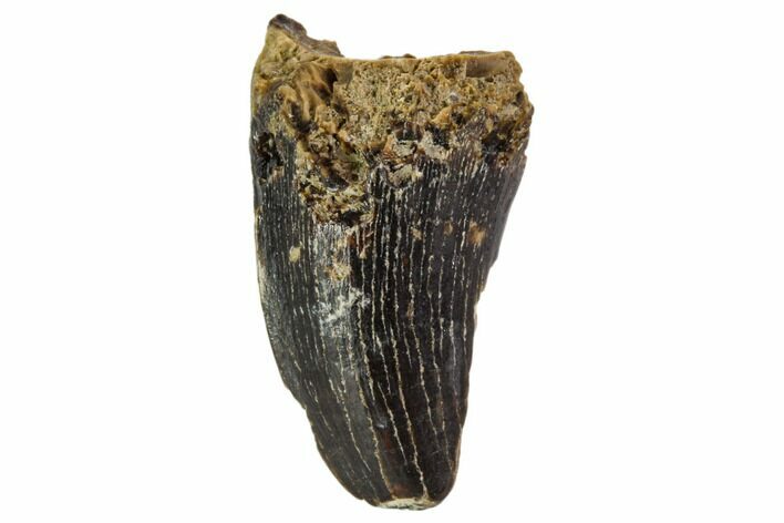 Fossil Mosasaur Tooth - North Sulfur River, Texas #104342